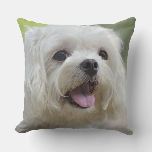 Coussin Chien maltais blanc (Recto)