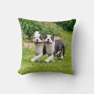 Coussin Chiens chiots de la mignonne Boston Terrier jouant