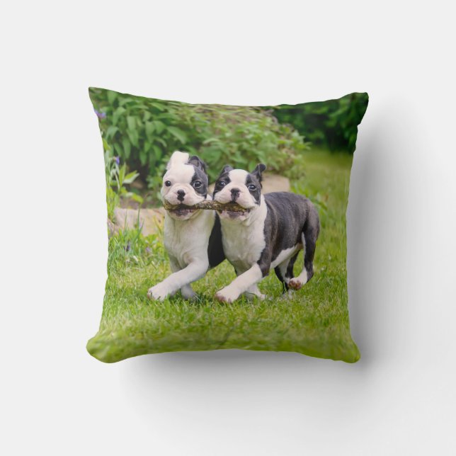 Coussin Chiens chiots de la mignonne Boston Terrier jouant (Recto)