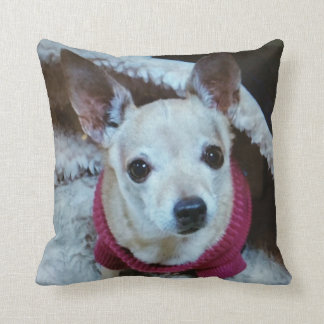 COUSSIN CHIHUAHUA