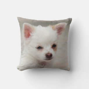 Coussin Chihuahua chippy dans un jardin
