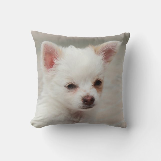 Coussin Chihuahua chippy dans un jardin (Recto)