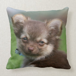 Coussin Chiot à cheveux longs de chiwawa regardant