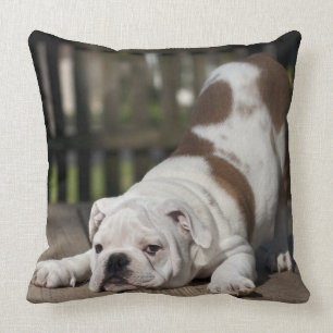 Coussin Chiot anglais de bouledogue