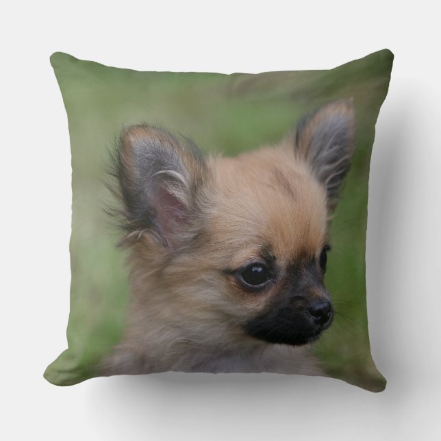 Coussin Chiot aux cheveux longs de chiwawa regardant (Recto)