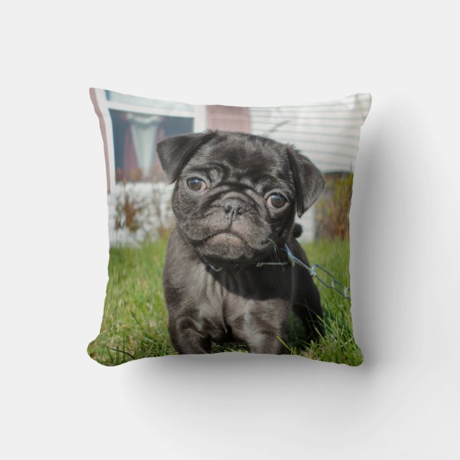 Coussin chiot carlin noir  (Recto)
