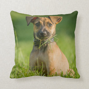 Coussin Chiot dans l'herbe