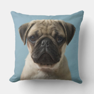 Coussin Chiot de carlin sur le fond bleu
