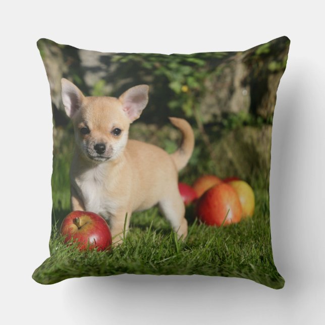 Coussin Chiot de chiwawa avec des pommes (Recto)