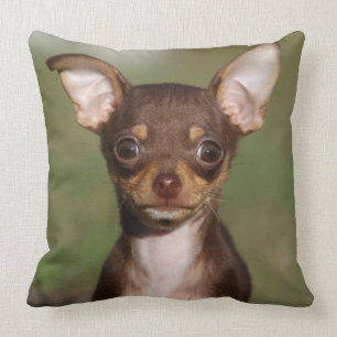 Coussin Chiot de chiwawa regardant l'appareil-photo