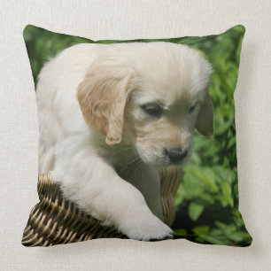 Coussin Chiot de golden retriever dans le panier