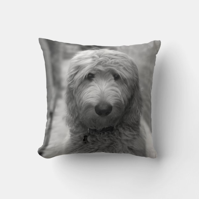 Coussin Chiot De Goldendoodle En Jardin (Recto)