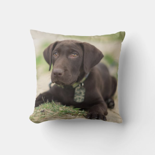 Coussin Chiot de laboratoire de chocolat (Recto)