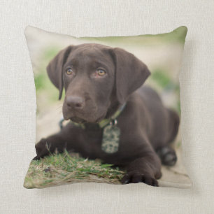 Coussin Chiot de laboratoire de chocolat