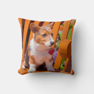Coussin chiot de Pembroke Welsh Corgi assis sur un banc de