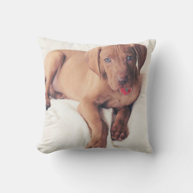 Coussin Chiot de Vizsla de Hongrois (Recto)
