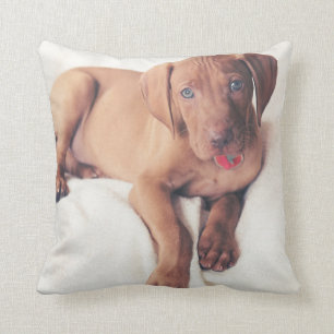 Coussin Chiot de Vizsla de Hongrois