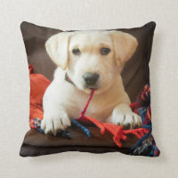 Chiot des images | de Getty sur un sofa