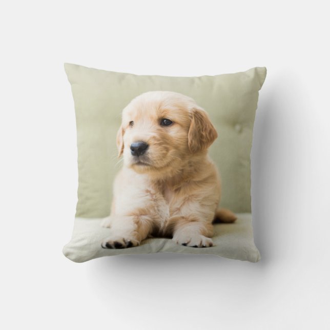 Coussin Chiot d'or sur un canapé (Recto)