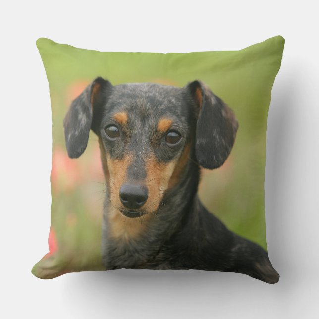 Coussin chiot miniature Lisse-haired de teckel regardant (Recto)