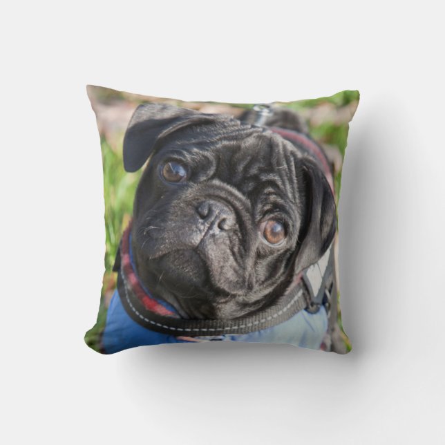 Coussin Chiot noir de carlin utilisant une veste (Recto)