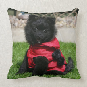 Coussin Chiot noir de Pomeranian regardant