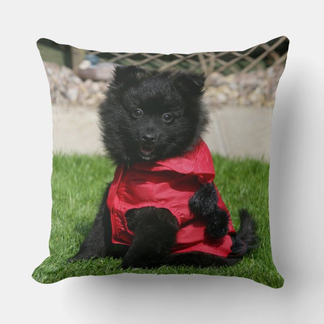 Coussin Chiot noir de Pomeranian regardant (Recto)