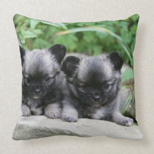 Coussin Chiots aux cheveux longs de chiwawa