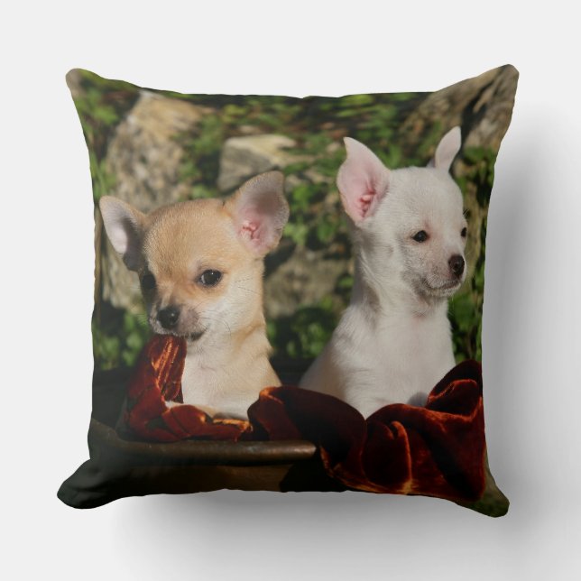 Coussin Chiots de chiwawa (Recto)