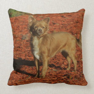 Coussin Chiwawa regardant l'appareil-photo