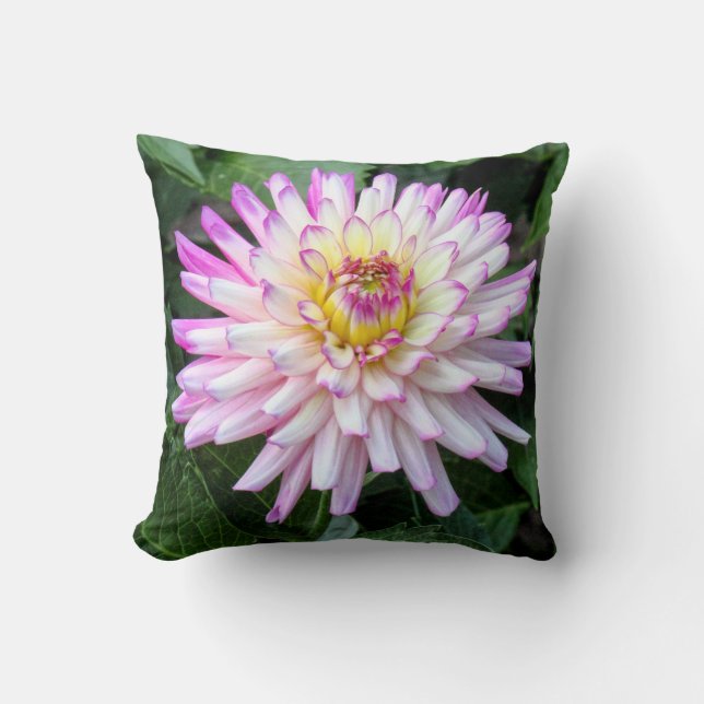 Coussin Chrysanthemum, Bute Park, Cardiff, Pays de Galles (Recto)