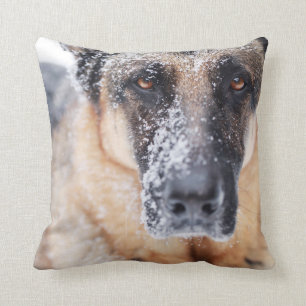 Coussin Closeup De Berger Allemand Couvert De Neige