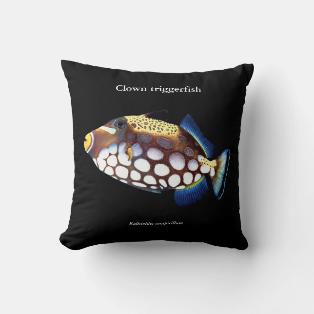 Coussin Clown triggerfish , Balistoides conspicillum (Recto)