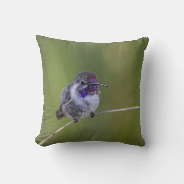 Coussin Colibri de Costa en août léger (Recto)