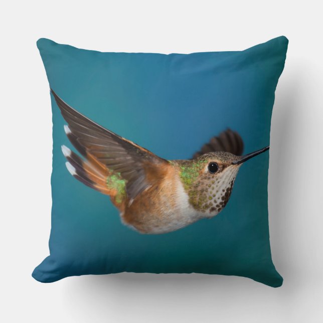 Coussin Colibri Rufous (Recto)