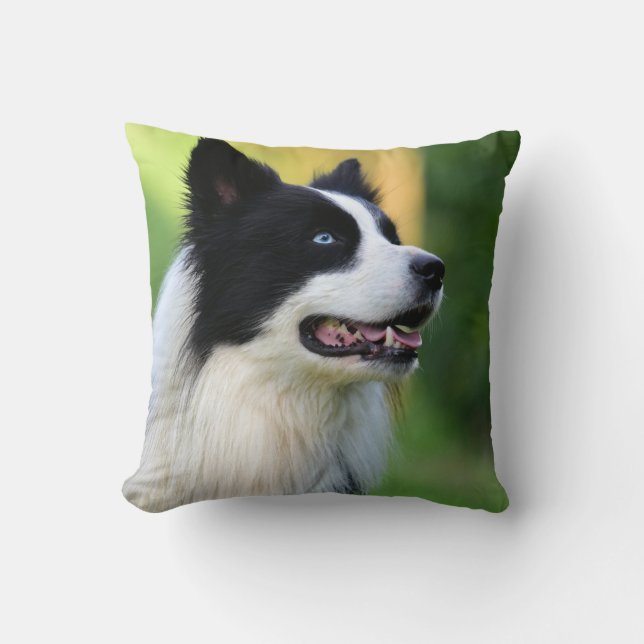 Coussin Collie Chien noir et blanc (Recto)