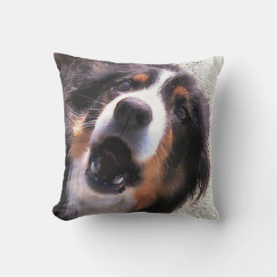 COUSSIN COLLIE FRONTALIÈRE