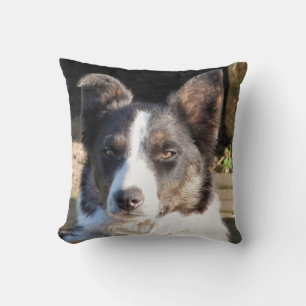 COUSSIN COLLIE FRONTALIÈRE