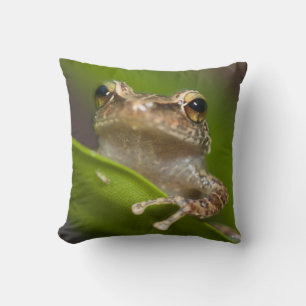 Coussin Coqui commun, Eleutherodactylus coqui