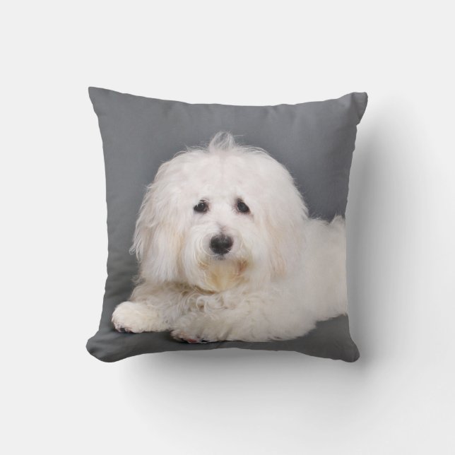 Coussin Coton de Tulear - Joci (Recto)