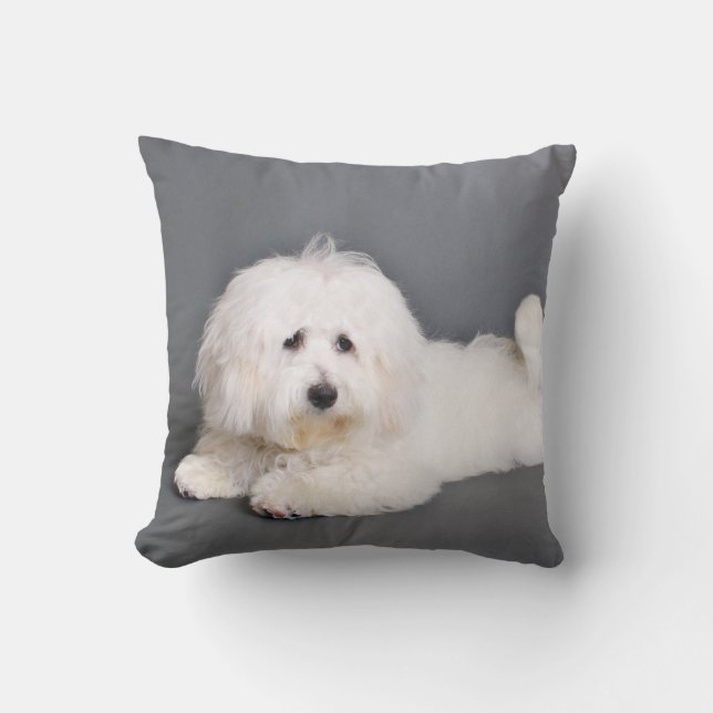 Coussin Coton de Tulear - Joci (Recto)
