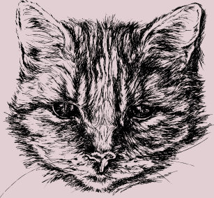 Articles Dessin Chat Tigre De Maison Decoration Zazzle Fr Articles Dessin Chat Tigre De Maison Decoration Zazzle Fr