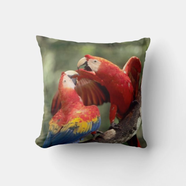 Coussin Couple d'Ara rouge (Recto)