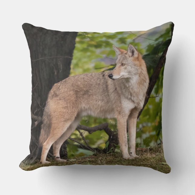 Coussin Coyote Pretty (Recto)