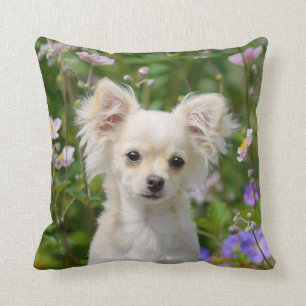 Coussin Crème fine Chihuahua Chien Chiot Puppy Photo -