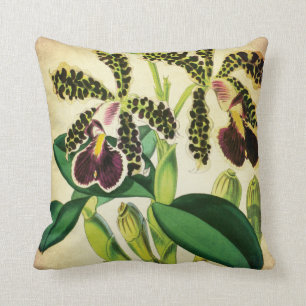 Coussin Cru repéré d'orchidée de Phalaenopsis botanique