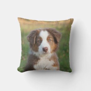 Coussin Cute Australian Shepherd Chien Chien Puppy - pour