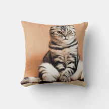 Cute Kitten S'Est Étendu