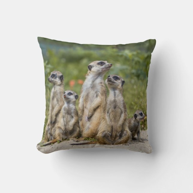 Coussin Cute Meerkats (Recto)