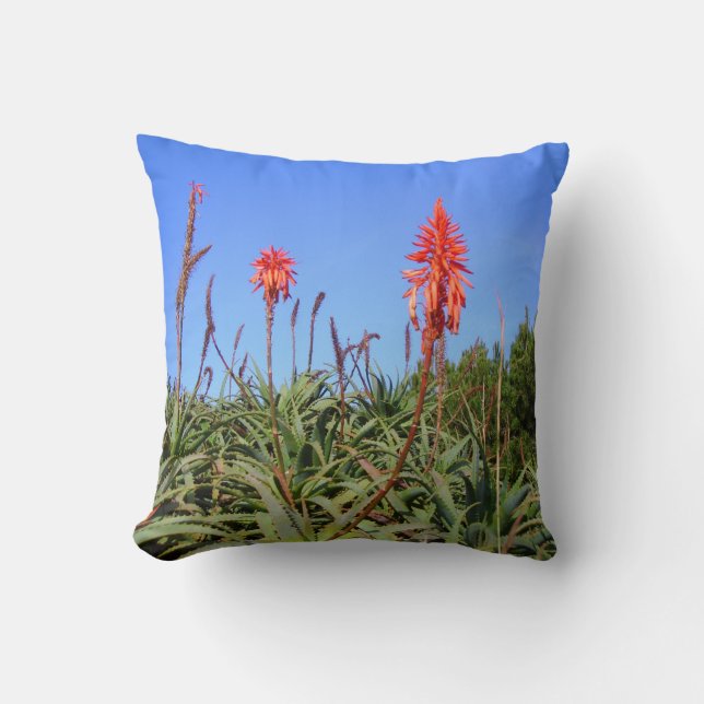 coussin d'aloès sauvage (Recto)